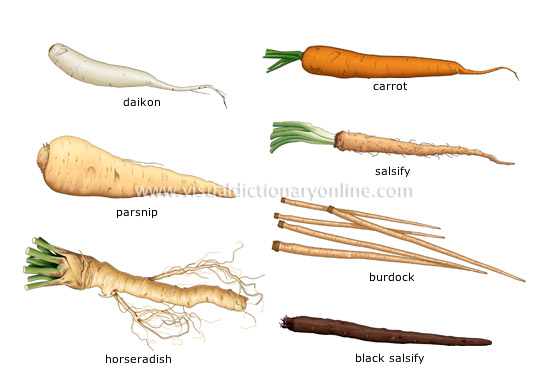 root vegetables [1] - Visual Dictionary Online