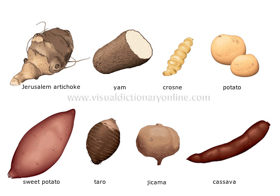 tuber vegetables - Visual Dictionary Online