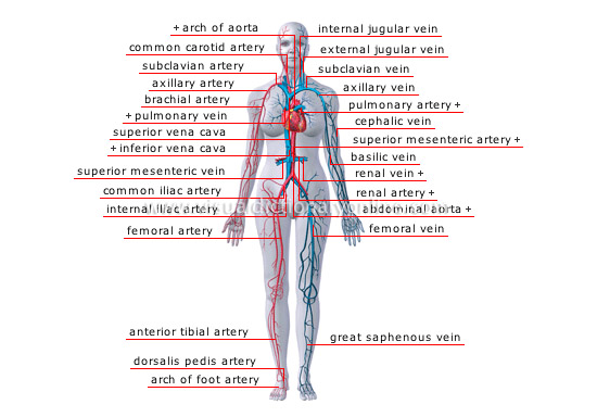 Arterial Blood Flow Chart