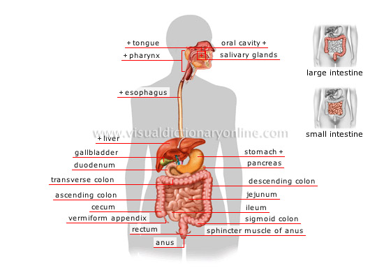 Human Intestines Chart