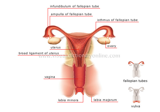 Human female sex organ