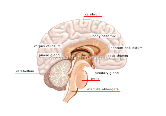 HUMAN BEING :: ANATOMY :: NERVOUS SYSTEM :: CENTRAL NERVOUS SYSTEM [1