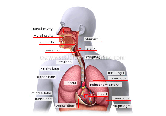 Dissection of the respiratory system of
