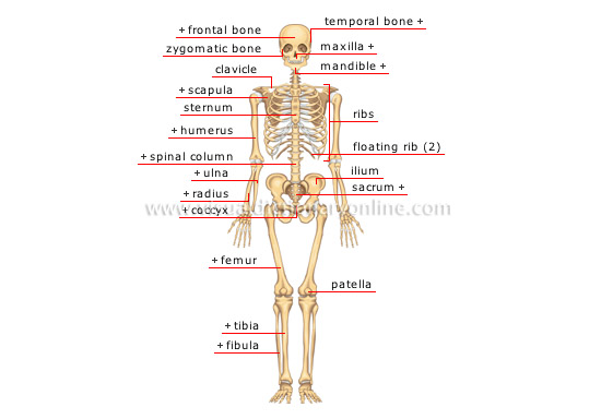 anterior view