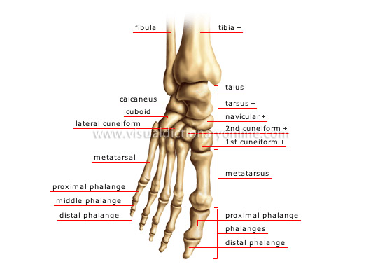 HUMAN BEING :: ANATOMY :: SKELETON :: FOOT image - Visual Dictionary Online