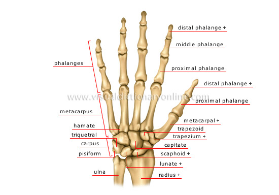 HUMAN BEING :: ANATOMY :: SKELETON :: HAND image - Visual Dictionary Online