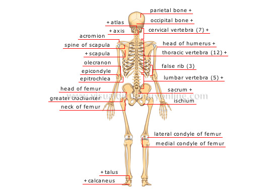 HUMAN BEING :: ANATOMY :: SKELETON :: POSTERIOR VIEW image - Visual