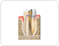 cross section of a molar��[2]