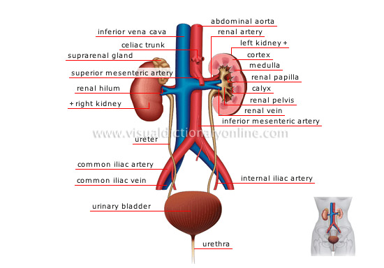 urinary system