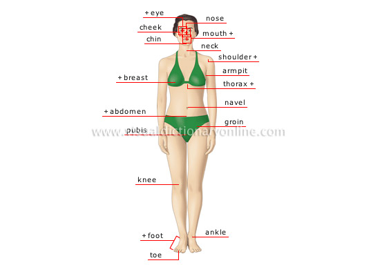 Female Human Body Parts