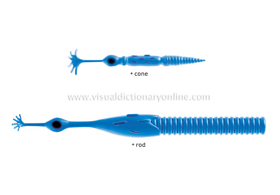 photoreceptors