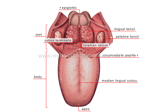 dorsum of tongue