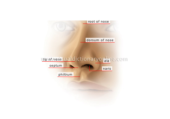 external nose