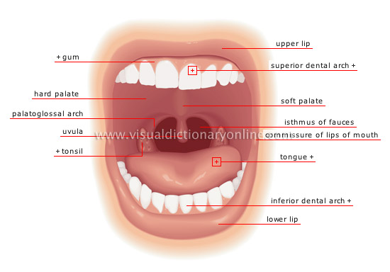 mouth