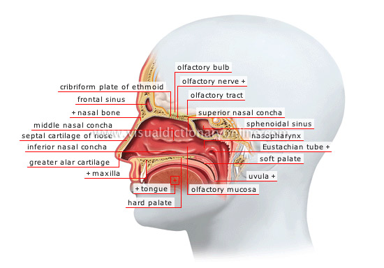 nasal fossae