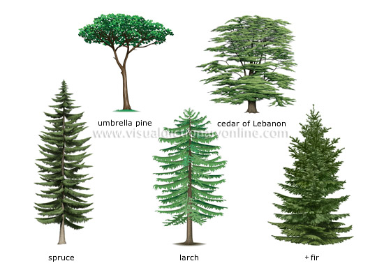 conifers plant