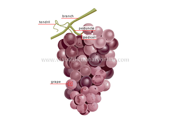 What is a Bunch of Grapes Called? 
