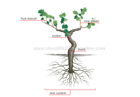 offshoots meaning