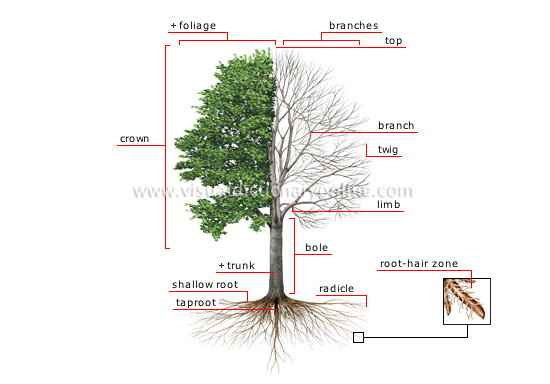 offshoots meaning