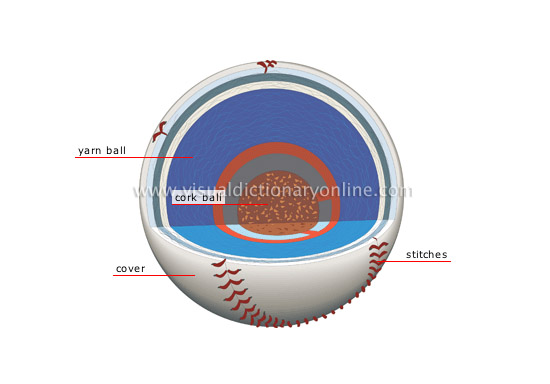 cross section of a baseball - Visual Dictionary Online