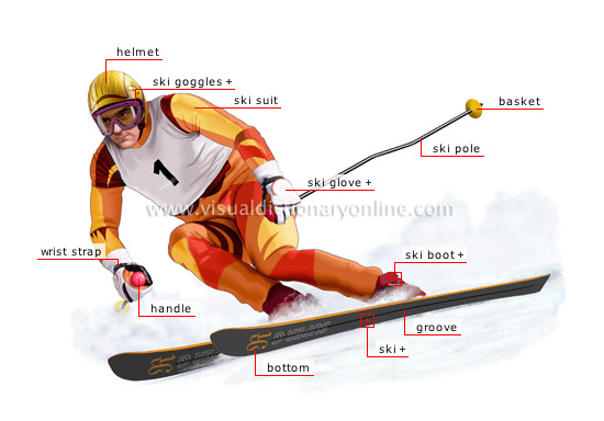 alpine skier