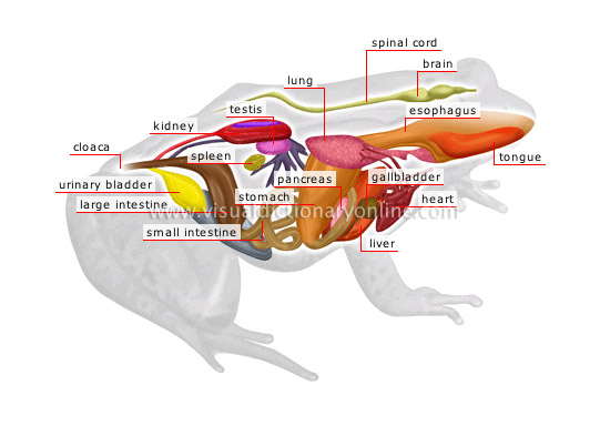 anatomy of a male frog
