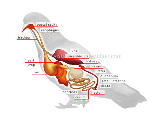 anatomy of a bird