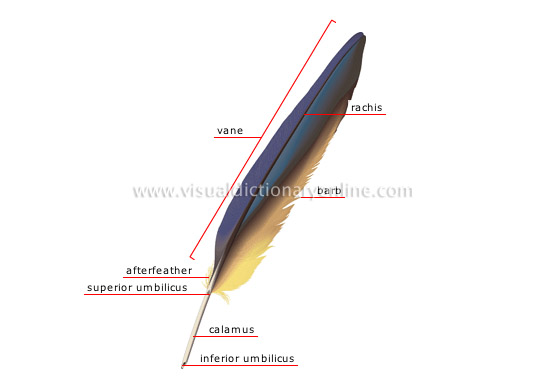 contour feather