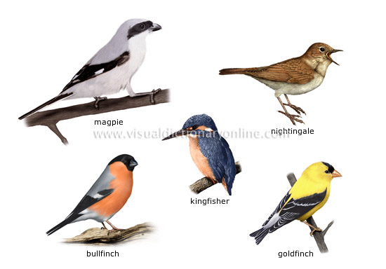 examples of birds [2]