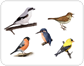 examples of birds��[2]