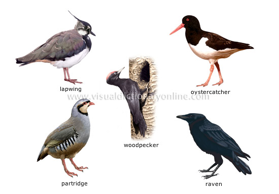 examples of birds [4]