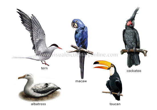 examples of birds [5]