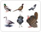 examples of birds [9]