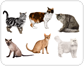 cat breeds