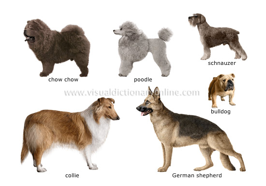 dog breeds [1]