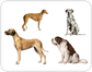 dog breeds [2]