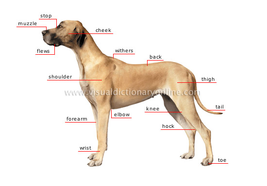 morphology of a dog [1]