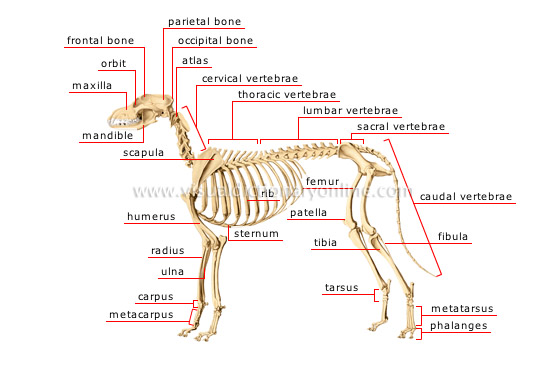 Skeleton Dog 