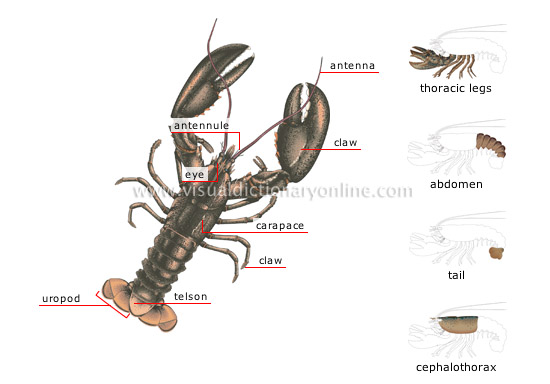 morphology of a lobster