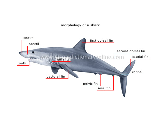 ANIMAL KINGDOM :: FISHES :: CARTILAGINOUS FISH image - Visual Dictionary  Online