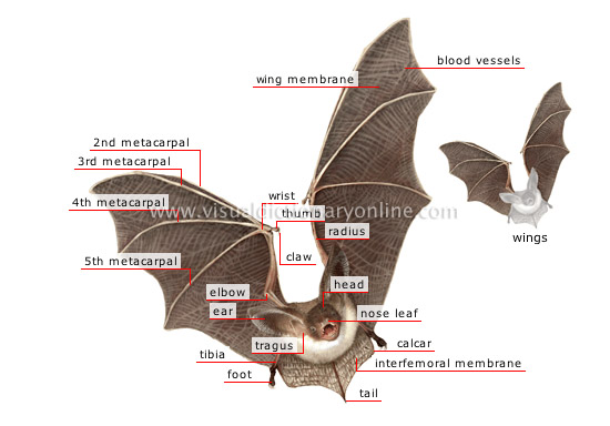 morphology of a bat
