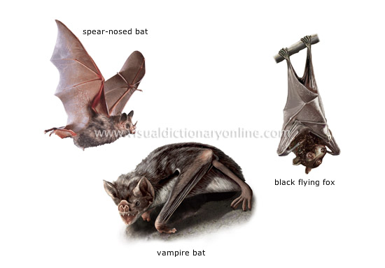 examples of bats
