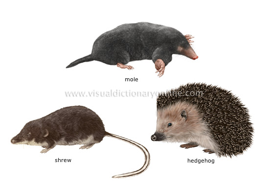 examples of insectivorous mammals