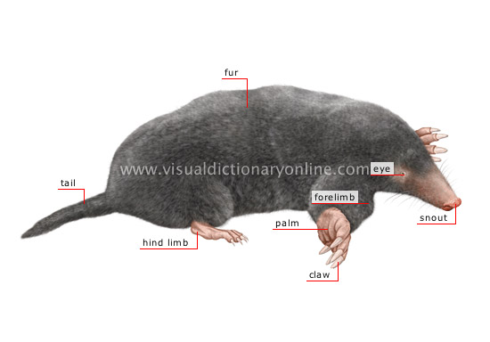 morphology of a mole