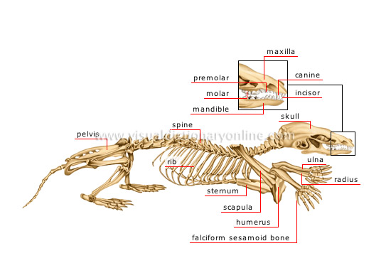 skeleton of a mole