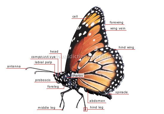 morphology of a butterfly [1]