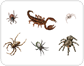 examples of arachnids