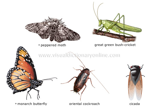 examples of insects [2]