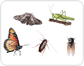 examples of insects [2]