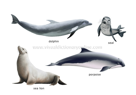 examples of marine mammals [1]